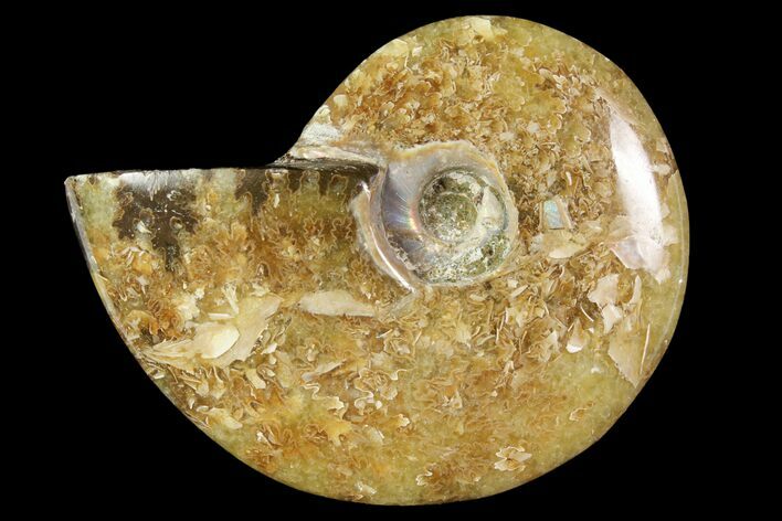 Polished, Agatized Ammonite (Cleoniceras) - Madagascar #119005
